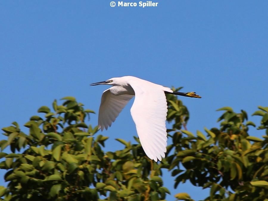 Egretta garzetta